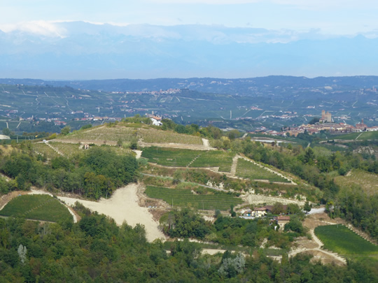 Cascina Mucci mit Rebhang beriet zur Neupflanzung